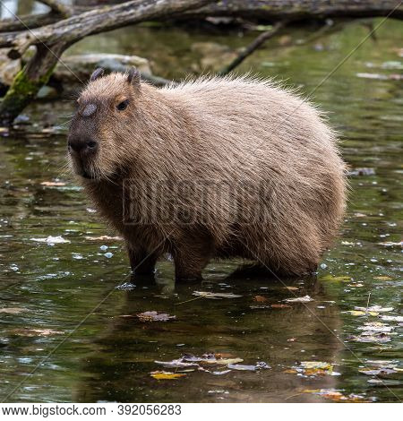The Capybara, Hydrochoerus Hydrochaeris Is A Mammal Native To South America. It Is The Largest Livin