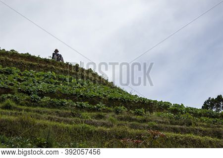 Nepal Van Java Is A Rural Tour On The Slopes Of Mount Sumbing, Central Java.