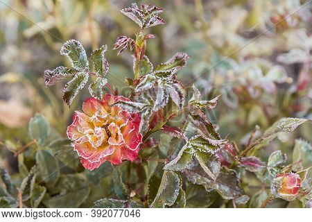 Garden Rose Flowers In The Early Morning In Autumn. The First Frost On The Flowers And Leaves. The F