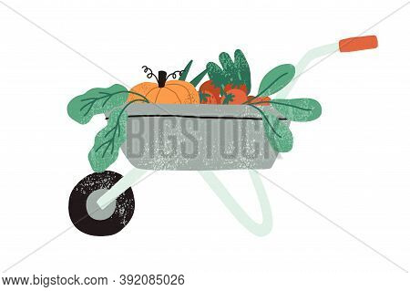 Local Organic Harvested Crops In A Wheelbarrow. Autumn Vegetables In Garden Trolley. Harvest Gatheri