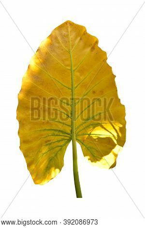 Giant Taro Plant Leaf Also Known As:alocasia Machrorhiza,dieffenbachia (dumb Cane), Elephant Ear, Cu