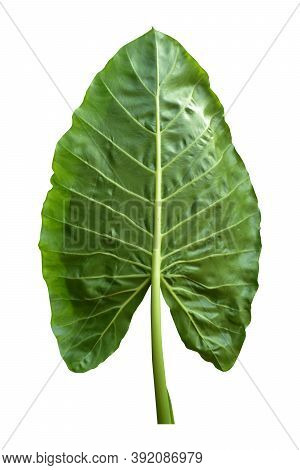 Giant Taro Plant Leaf Also Known As:alocasia Machrorhiza,dieffenbachia (dumb Cane), Elephant Ear, Cu