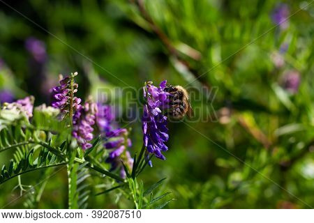 Furry Bumblebee Collects Pollen From The Flowers Of The Plant Vasel Mouse Peas On A Bright Sunny Day