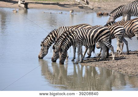Zebra je pitná voda