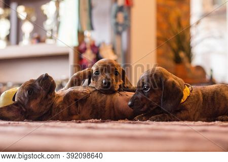 Three Funny Brindle Tan Brown Red Black Dachshund Puppies Together Laying Around On A Table Indoors