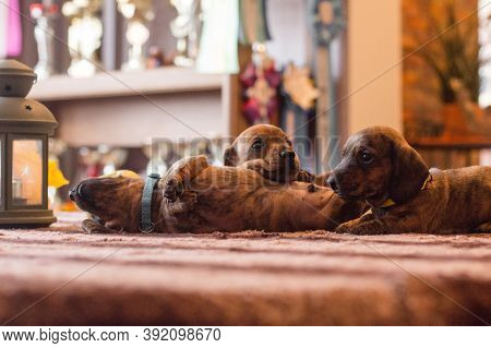 Three Funny Brindle Tan Brown Red Black Dachshund Puppies Together Laying Around On A Table Indoors