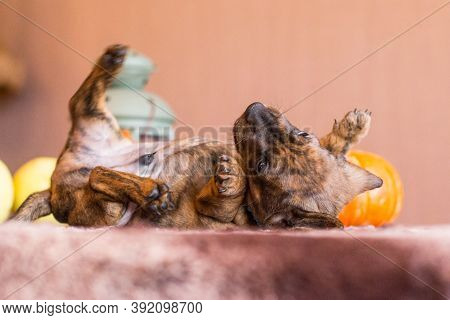 Funny Brindle Tan Brown Red Black Dachshund Puppy Together Laying Around On A Table Indoors