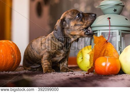 Little Brindle Brown Tan Dachshund Puppy Biting On Green Autumn Lantern Among Orange Pumpkins And Ap