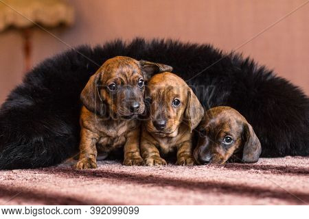 Three Tan Red Brown Brindle Dachshund Puppies Are Feeling Tender And Cozy Covered In Black Fluffy Co