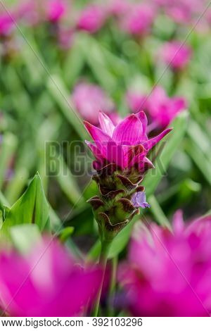 Curcuma Zanthorrhiza (siam Tulip Curcuma Alismatifolia) White Flower In The Nature And In The Garden