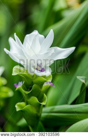 Curcuma Zanthorrhiza (siam Tulip Curcuma Alismatifolia) White Flower In The Nature And In The Garden