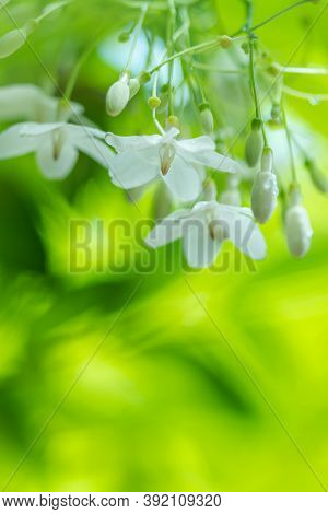 Tropical White Flower With Names Water Jasmine With Nature Blurred Background.
