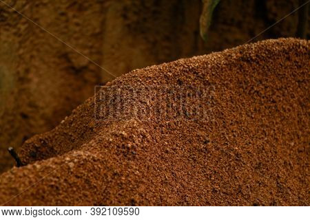 Ant  Hill Around The Bottom Of A Tree