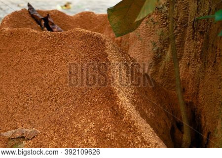 Ant  Hill Around The Bottom Of A Tree