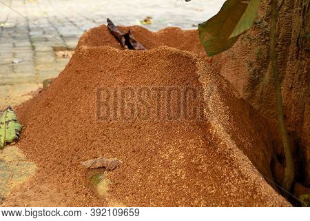 Ant  Hill Around The Bottom Of A Tree