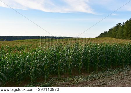 Young Corn Plants In A Field. Maize Or Sweetcorn Plants Background. Cornfield Texture. Agricultural 