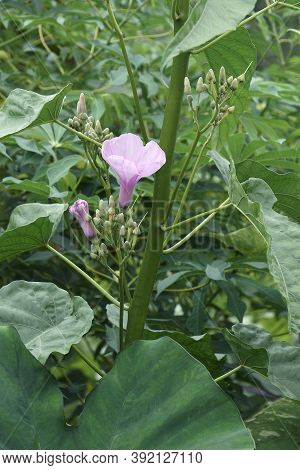 Pink Morning Glory (ipomoea Carnea). Called Bush Morning Glory Also