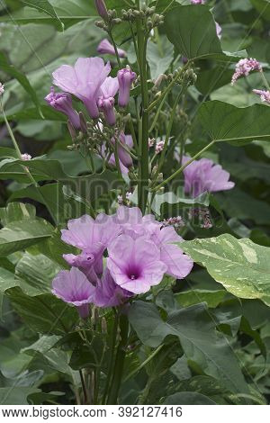 Pink Morning Glory (ipomoea Carnea). Called Bush Morning Glory Also
