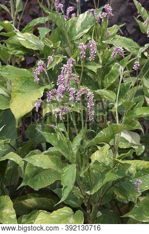 Variegated Kiss Me Over The Garden Gate (persicaria Orientalis 'shiro-gane Nishiki')
