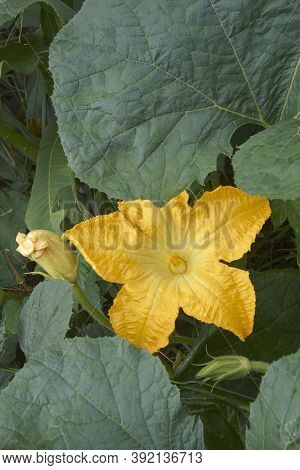 Pumpkin (cucurbita Pepo). Called Winter Squash And Summer Squash Also