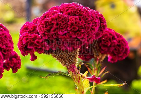 Isolated Colorful Celosia Cristata Flower In Garden. Close Up Of Pink Cockscomb Flower,