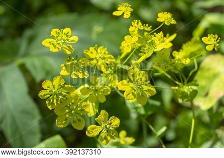 Bupleurum Aureum Is A Flowering Plant In The Family Apiaceae