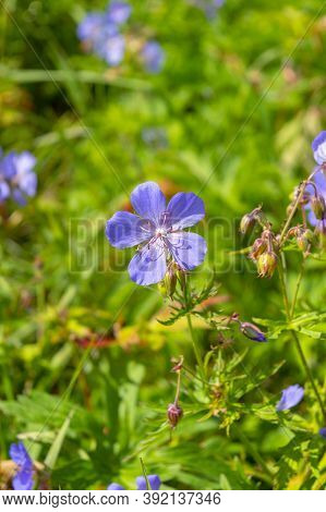 Geranium Pratense (meadow Cranesbill) In Bloom.beautiful Flower Of Meadow Geranium - Geranium Praten