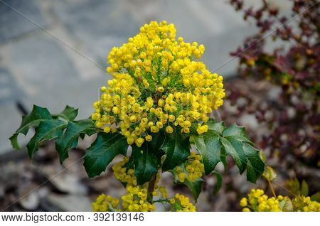 Bush Of Mahonia With Leaves And Berries