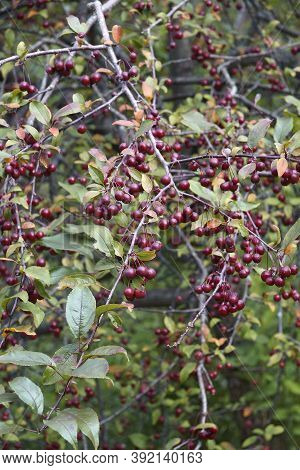Crabapple Tree With Fruits (malus 'prairie Fire')