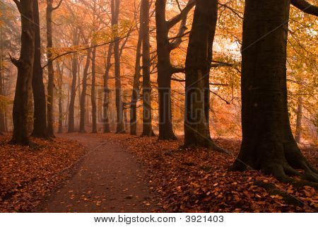 Autumn Forest
