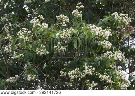 Seven Sons Tree (heptacodium Miconioides). Called Seven Son Flower Also
