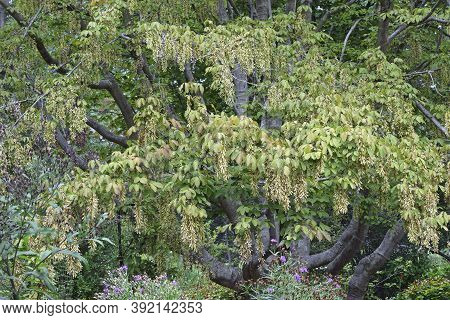 Henry's Maple Tree With Seeds (acer Henryi)
