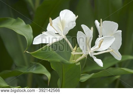 White Ginger Lily (hedychium Coronarium). Called White Garland-lily Also