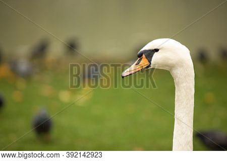 Head Of Cygnus Olor Swan. Has A Characteristic Outgrowth At The Base Of The Beak. Shot At Park
