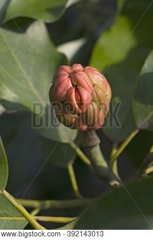Sweetbay Magnolia (magnolia Virginiana). Called Sweetbay, Laurel Magnolia, Swampbay, Swamp Magnolia,