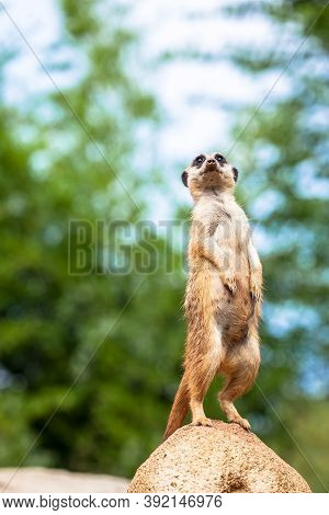 The Meerkat Attitude Is The Best Surveillance System. He Controls The Territory And Provide Protecti