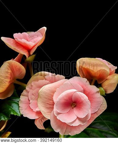 Begonia Flower.bright Flowers Of Tuberous Begonia Begonia Tuberhybrida On A Dark Background.