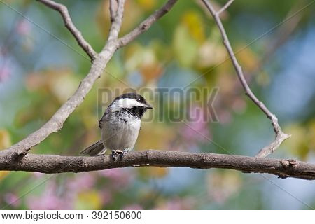 Chickadee In A Colorful Springtime Forest Perched On A Branch. Background Consists Of Shallow Focus 