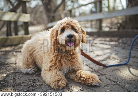 Golden Labradoodle Dog Outside In Fall Season