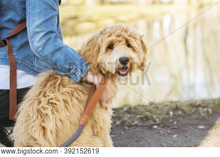 Happy Labradoodle Dog And Woman Outside At The Park