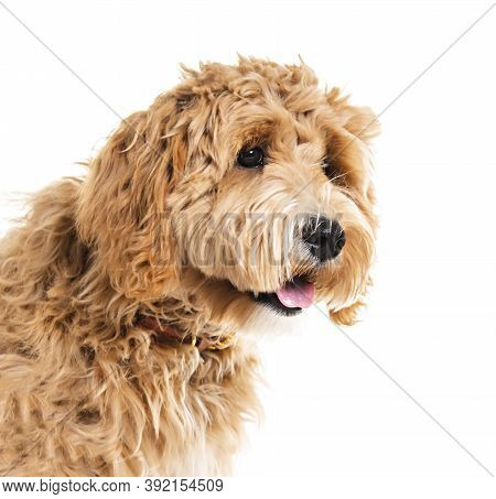 Golden Labradoodle Dog Isolated On White Background