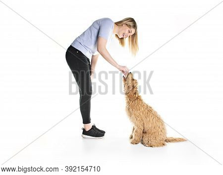 Trainer Woman With His Golden Labradoodle Dog Isolated On White Background