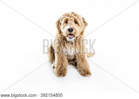 Golden Labradoodle Dog Isolated On White Background