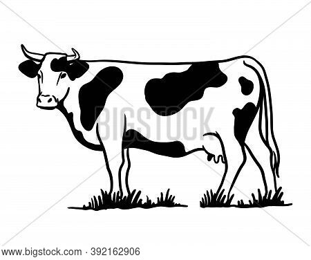 Breeding Cattle. Silhouette Of A Grazing Cow. Vector Illustration Isolated On White Background