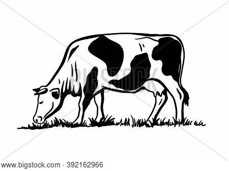 Breeding Cattle. Silhouette Of A Grazing Cow. Vector Illustration Isolated On White Background