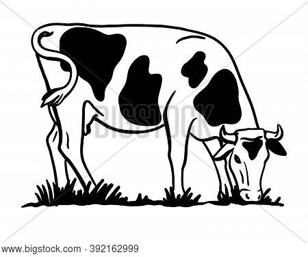 Breeding Cattle. Silhouette Of A Grazing Cow. Vector Illustration Isolated On White Background