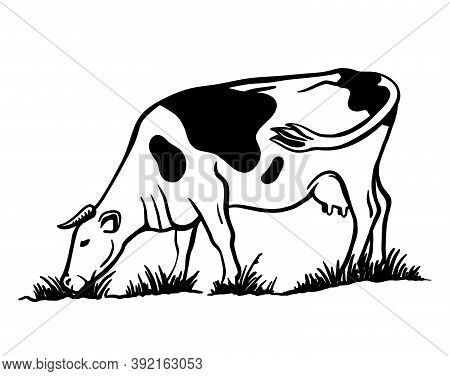 Breeding Cattle. Silhouette Of A Grazing Cow. Vector Illustration Isolated On White Background