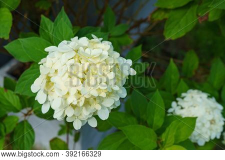 Hydrangea Paniculata Skyfall Is A Compact Shrub Consisting Of Sterile White Flowers With Curved Tips