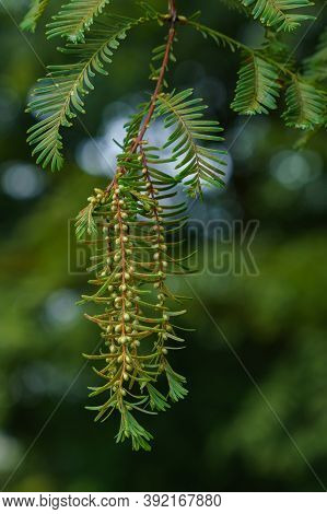 Green Branch And Leaves, Cephalotaxus Harringtonia Drupace. Selected Focus. Close-up.