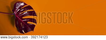 Red Monstera Leaf On The Orange Background Banner Discount Autumn With The Light And Stem